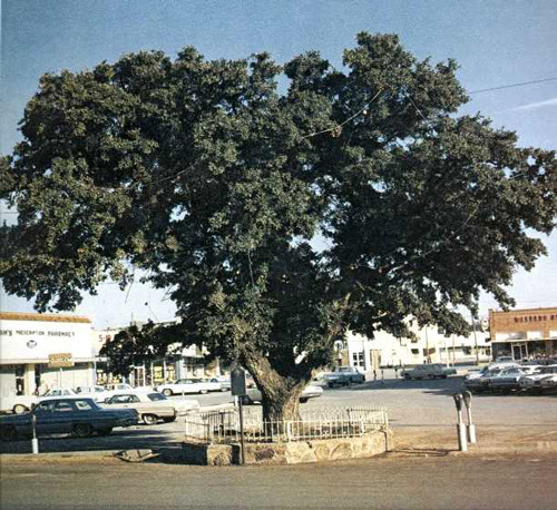 Fleming Oak-1969